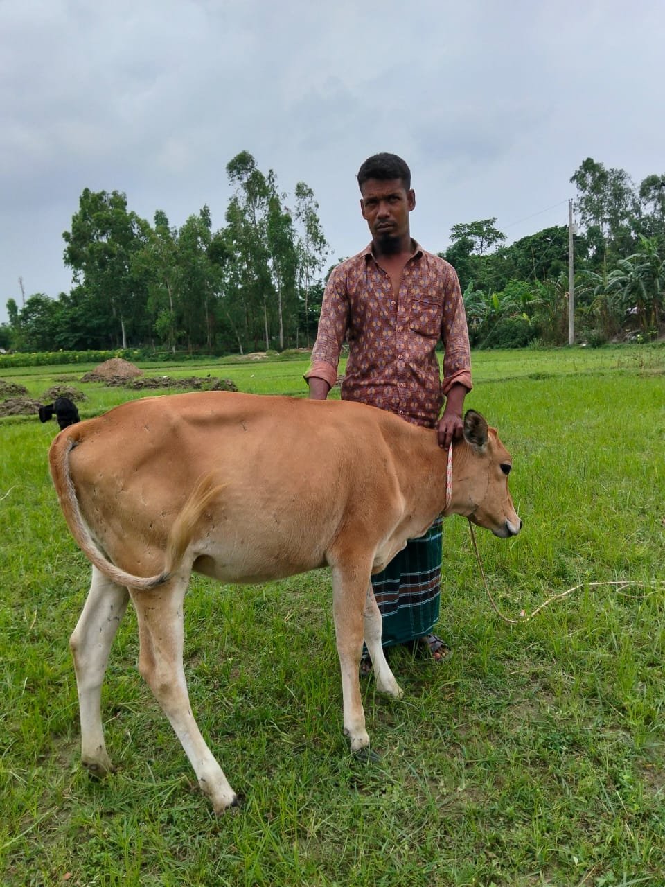 Young man with a cow in a green field.